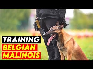 7 Most Effective Tactics For Training Your Belgian Malinois