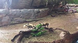 11K views · 269 reactions | ‘Like’ if you love waking up and finding presents from Santa! From everyone at the Honolulu Zoo Merry Christmas. Please note the zoo is closed today but reopens tomorrow Monday 12/26. honoluluzoo.org | The Honolulu Zoo | Facebook