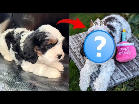 CAVAPOO PUPPY FROM 9 WEEKS TO 1 YEAR OLD 🐶🎂🎈- WATCH MY DOG GROW -