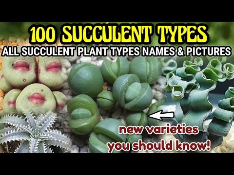 ALL 100+ SUCCULENT TYPES WITH NAMES AND PICTURES || A-Z Succulent Identification Complete List