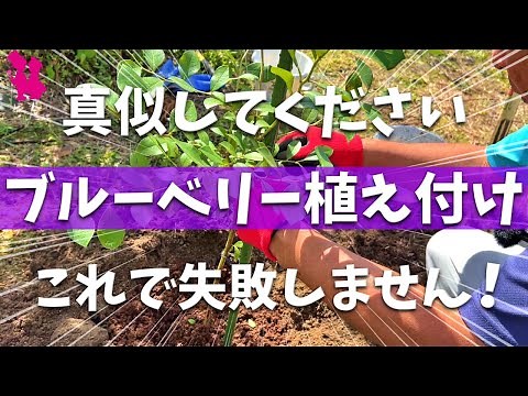 [Recommended] A professional farmer will demonstrate and explain how to plant blueberries in the ...