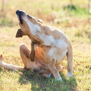 Why Does my Labrador itch so much? - World of Dogz