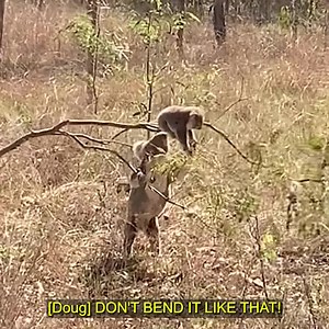 11M views · 218K reactions | Here's me commentary on a rebellious baby koala  follow Ozzy Man's Video Licensing ya legends! | Ozzy Man Reviews | Facebook