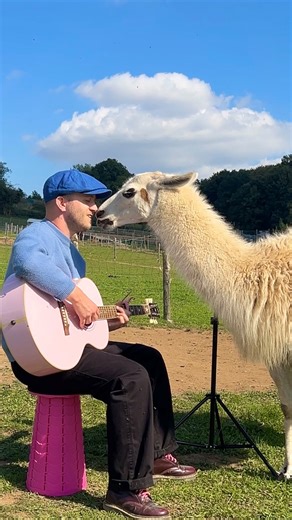 Plumes on Instagram: "I did NOT expect this 😭❤️‍🩹 🎛️ Mix by @robthedrums Merci @associationlerepere pour l’accueil 🫶 #animals #animal #llama #llamas #lama"