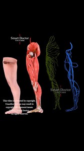 13K views · 136 reactions | Anatomie de la jambe . . . . #santé #médecine #anatomie #santéfeminine #utérus #ovaires #systèmeReproducteur #gynécologie #physiologie #bienêtre #prévention #reproduction #santémentale #éducation #femmes #hormones #cycleMenstrue | Smart Doctor en Français | Facebook