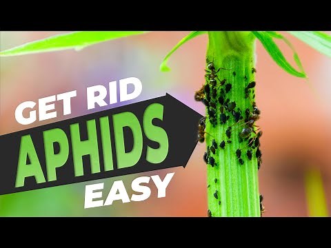 Aphids on Plants How to Get Rid of Them - Get Rid of Aphids 3 Easy Ways FREE!