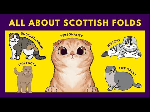 Scottish Fold Cats 10 Fascinating Facts You Need to Know Now
