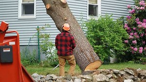 Dangerous Tree Felling Fails: Idiots With Chainsaws and Trees Falling on Houses