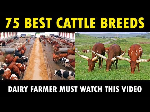 Best Cow Breeds | 75 Cattle Breeds | Discover Agriculture