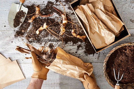 How to Store Canna Bulbs for Winter