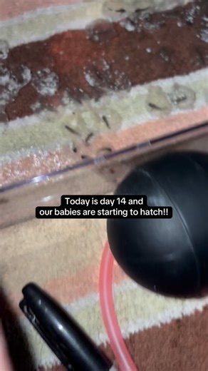 Tiffany Maillet on Instagram: "THEYRE HATCHING 😍❤️❤️ #axolotlbabies #axolotls #hatching #eggs"