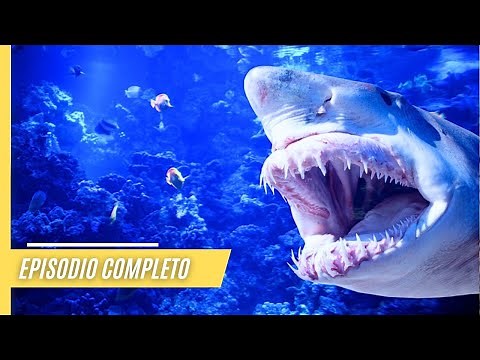 El Pacífico Salvaje | Episodio Completo