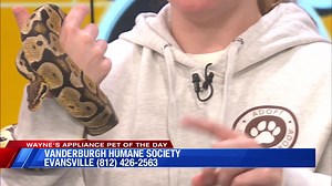 9.8K views · 67 reactions | Say hello to Clutter, our adult ball python! After overcoming some burns, he’s now ready to find a loving home. If you’re interested in giving him the care he deserves, come meet him at Vanderburgh Humane Society. Let’s help Clutter start his new chapter! #adoptdontshop #ballpython #reptilerescue #waynesappliance | Eyewitness News WEHT WTVW | Facebook