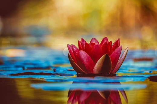 Water Lily: Different Varieties, Flower Colors, And Pictures | Flower Glossary