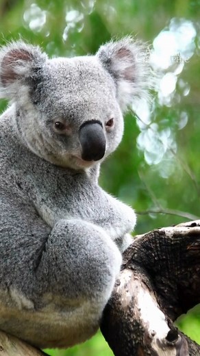 5.2K views · 174 reactions | Today is World Wildlife Day – a day to...