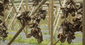 Traditional way of drying stock fish in Norway, Lofoten Islands. Stockfish Cods drying in the sun hanging on the wooden racks. Close-up footage.