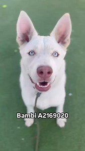 1.4K views · 101 reactions | Meet Bambi #A2169020, our ABC7 Community...