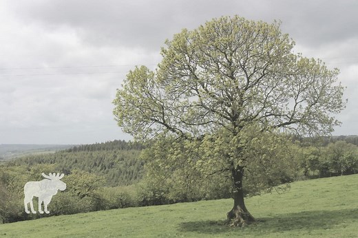 Ash Tree Vs Elm Tree: Side By Side — Forest Wildlife
