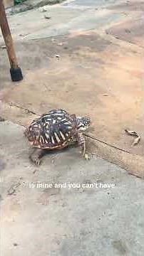 Meet Digger, Our Ornate Box Turtle and Her Unusual Skill | World Turtle Day