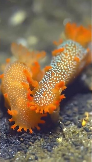 “Beautiful Marine Life & Views / Exploring the Stunning World Beneath the Ocean”