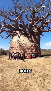 381K views · 3.7K reactions | The baobab tree in Africa can actually feed an entire family #knowledge #us #baobab | Reels Media | Facebook