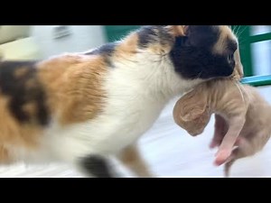Momma cat carries baby kitten that meows loudly
