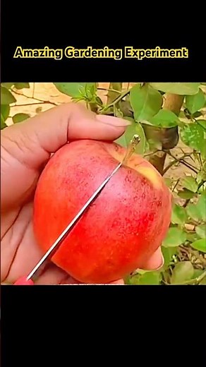 Unbelievable! Grafting Apple with Orange Fruit 🍊🍎 || #shorts