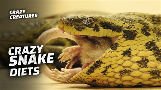 Snake Feeding: The Science Behind Their