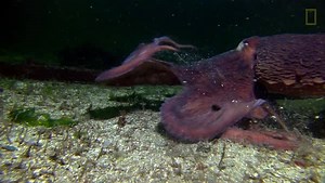 With the ability to grow up to 30 feet (9 meters) long, the giant Pacific octopus has been known to eat sharks. | National Geographic