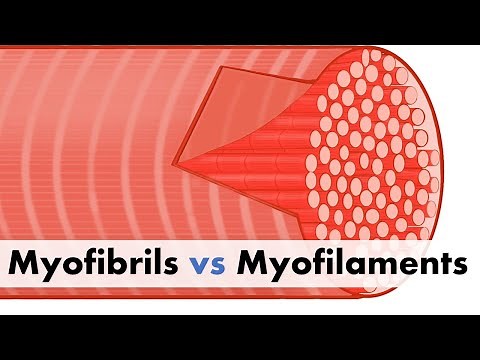 Myofibrils vs Myofilaments