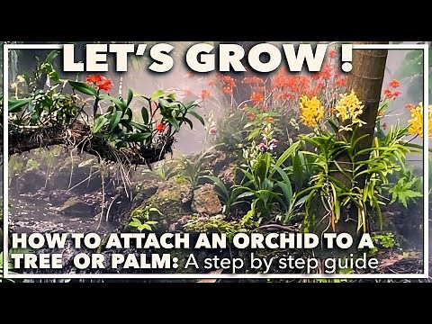 HOW TO ATTACH AN ORCHID TO A TREE: A step by step guide