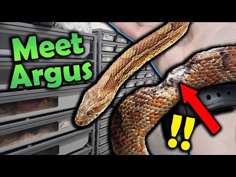 New Snake Breeding Facility Update!