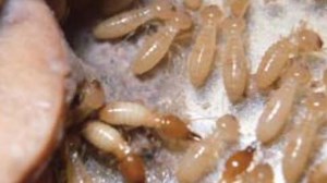 How do you know if you have Formosan termites and how do you get rid of them?