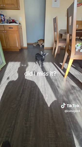 Baby Goat's Fetch Learning Adventure with Corgis