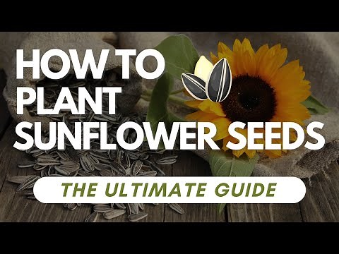 How To Plant Sunflower Seeds - The Ultimate Guide