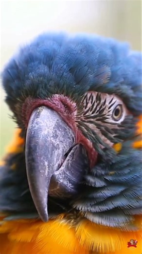 Only 500 Left: Blue-Throated Macaw’s Survival #short