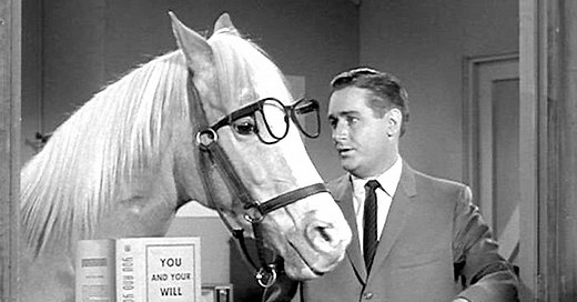6 Mr Ed Secrets Revealed: Hollywood’s Famous Talking Horse