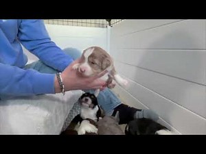 Remmi's Adorable AussieDoodle Puppies at 3 Weeks