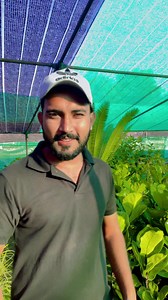 7.3K views · 109 reactions | Ficus lyrata, commonly known as the...