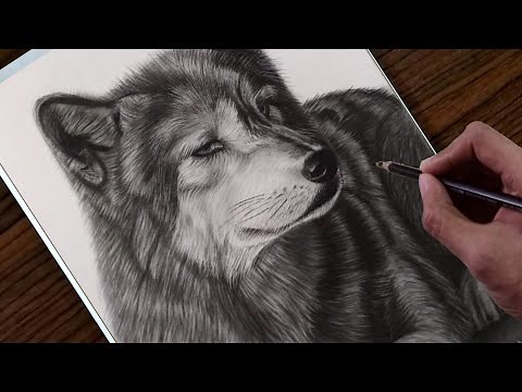 How to draw a realistic Wolf step by step Time lapse