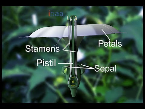 Reproduction in flower plants in 3D