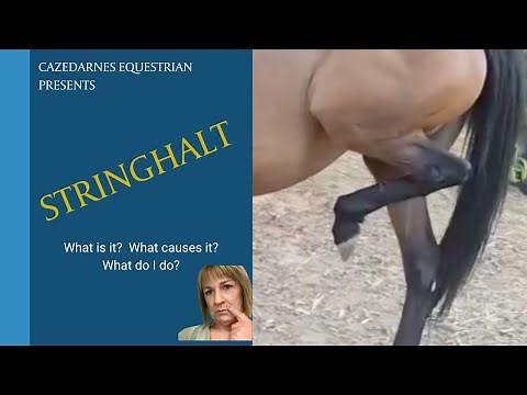 Stringhalt in Horses - What is it, and what is it caused by?