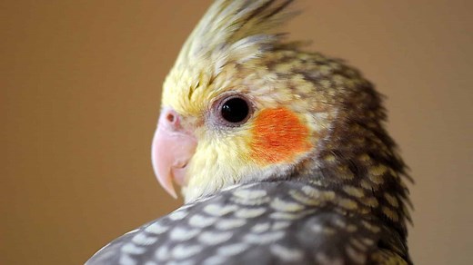 Owning a Cockatiel: Temperament, Diet, and Complete Care Guide