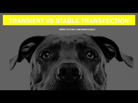 Stable Vs Transient Transfection