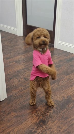 Our treatments aren’t the only thing that’s smooth around here. Introducing the latest stress-relief technique at Viva MedSpa #medspa #notlikeus #dancingdog #treatyourself @Dr.Plano