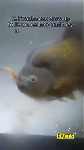 Do Piranhas Attack Humans? Shocking Facts You Need to Know! 🐟⚠️"