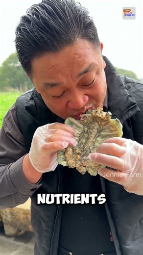 Softshell turtles farming