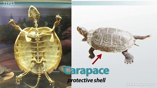 Reptiles | Definition, Characteristics & Types