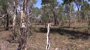 7.8K views · 273 reactions | Hunting wild pigs in Australia, quads boars atvs buggys dogs | Hogs Dogs & Quads | Facebook