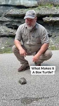 Why Box Turtles Are Nature's Tiny Tanks